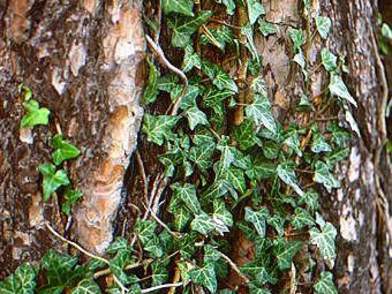 Плющ обыкновенный