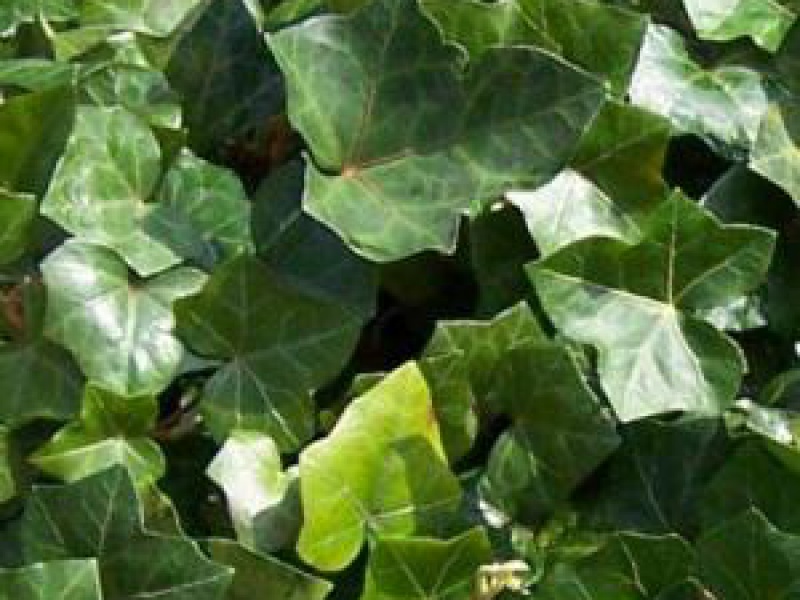 Плющ обыкновенный форма зимняя