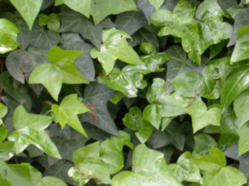 Ivy