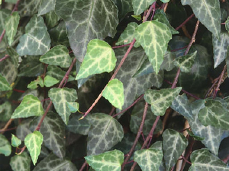 Плющ Пастухова