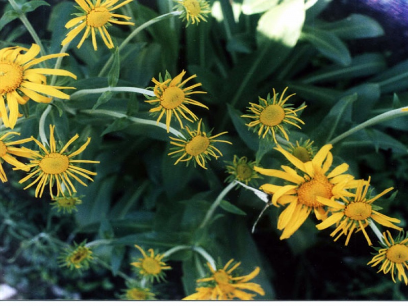 Гелениум весенний