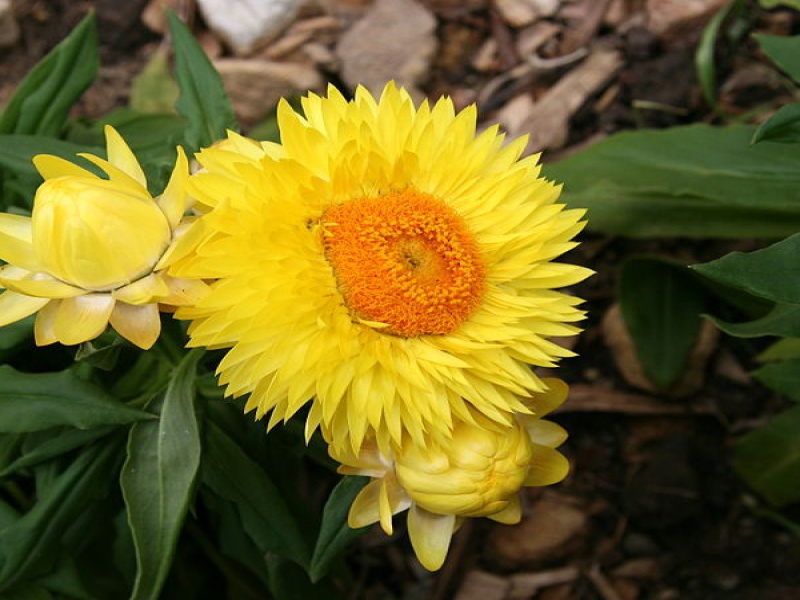 Гелихризум прицветниковый