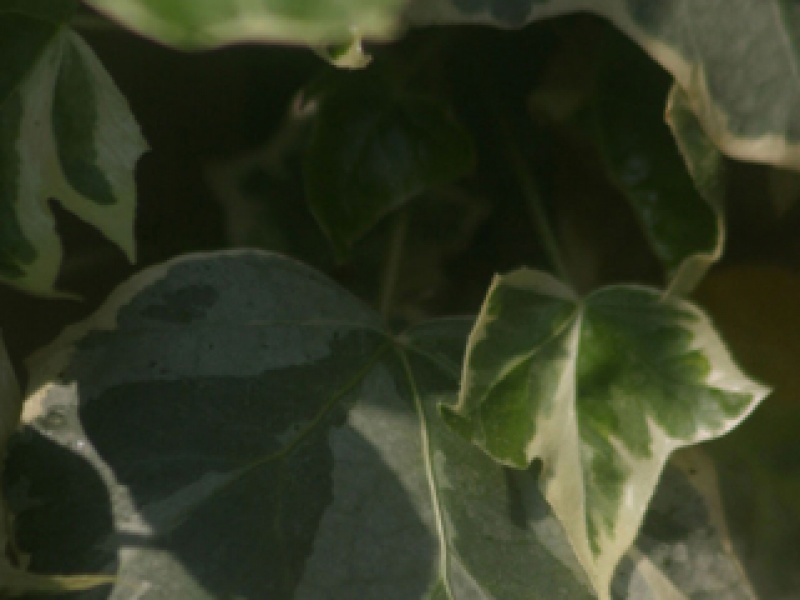Golden-variegated ivy