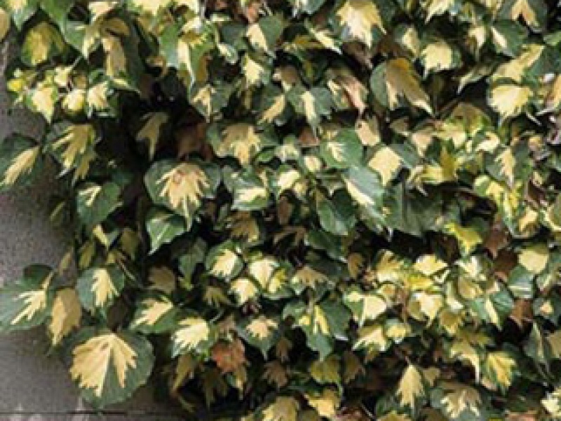 Yellow-variegated ivy