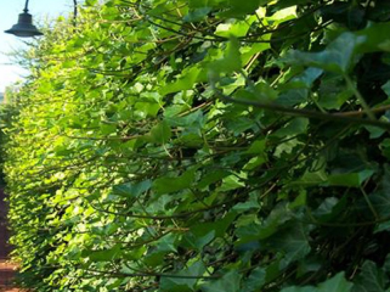 Large-leaved ivy