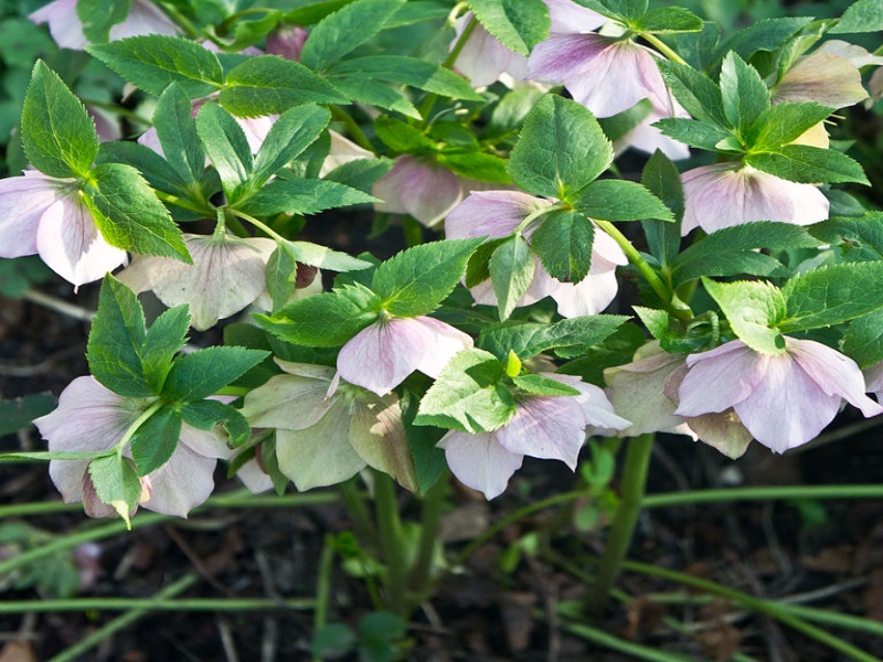 Морозник Восточный