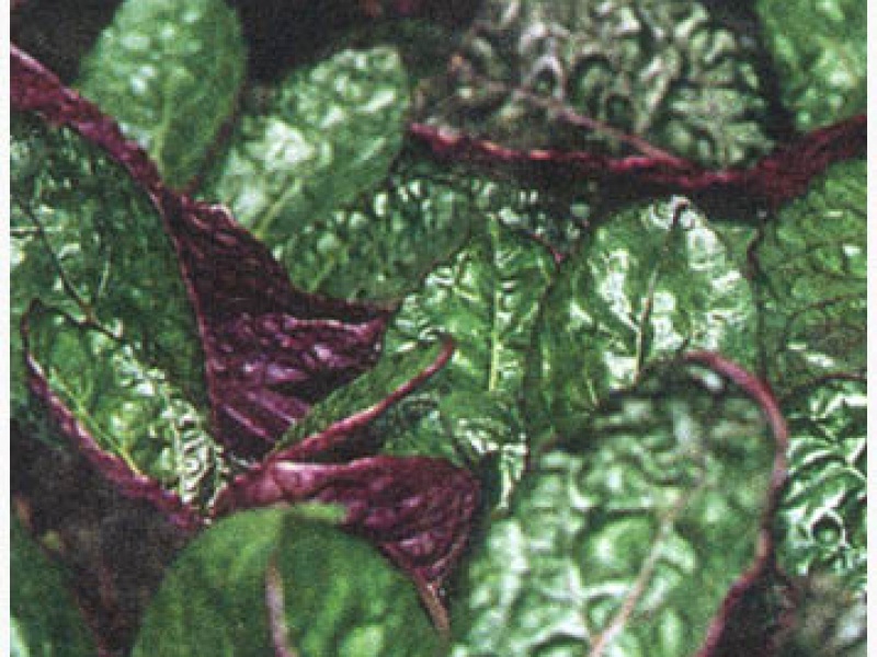 Гемиграфис