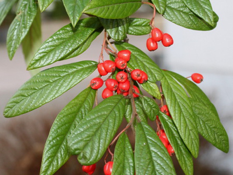 Кизильник Генри