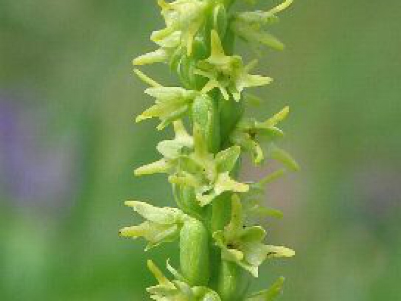 Бровник одноклубневый