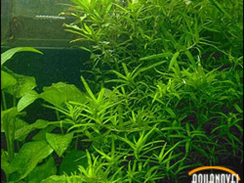 Гетерантера остролистная