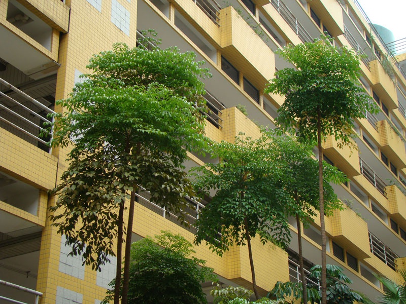 Гетеропанакс