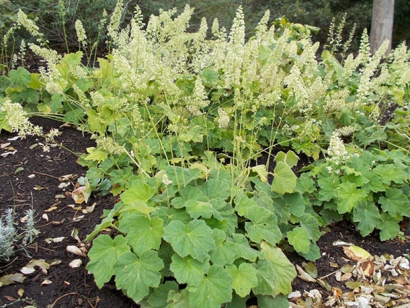 Гейхера волосистая