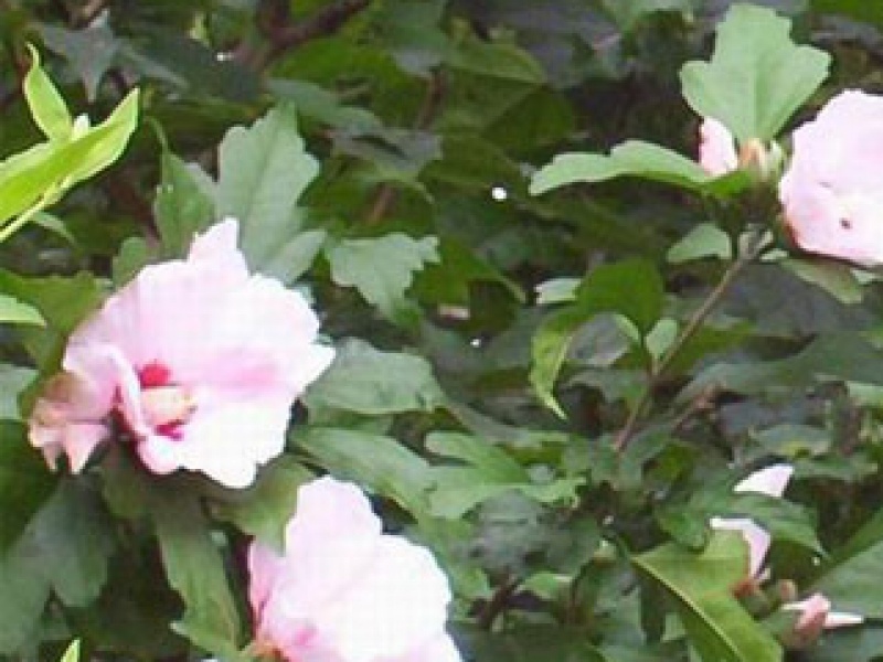 Hibiscus