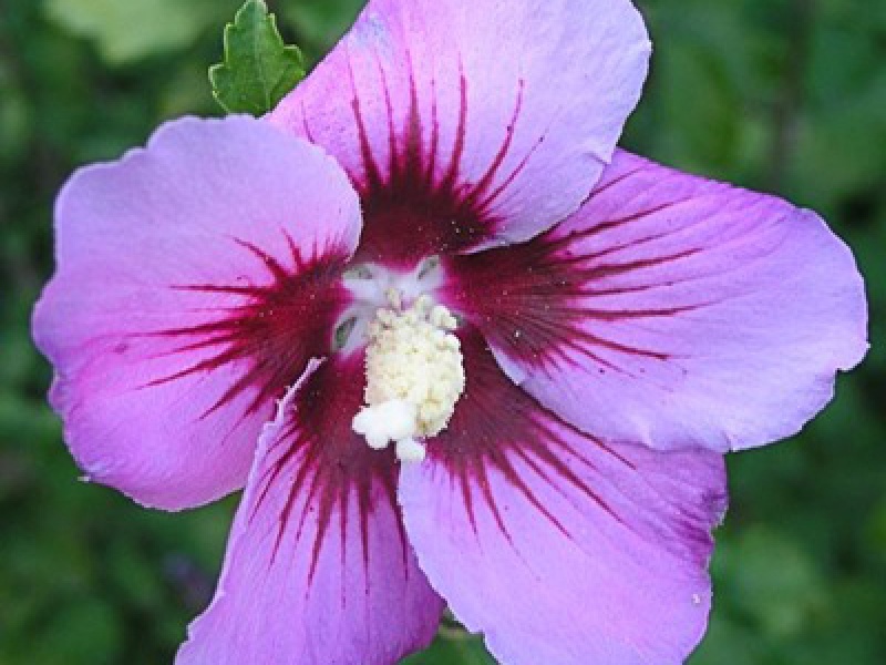 Гибискус сирийский