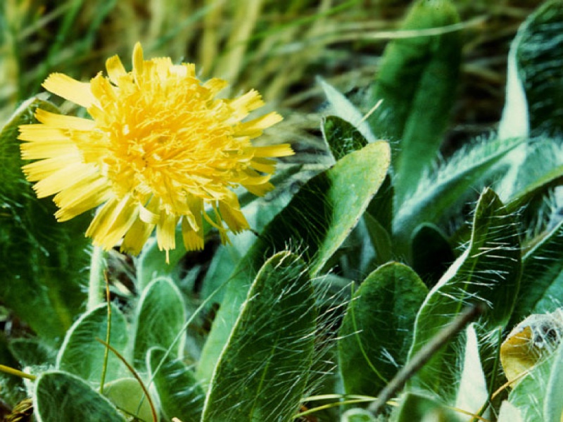 Ястребинка