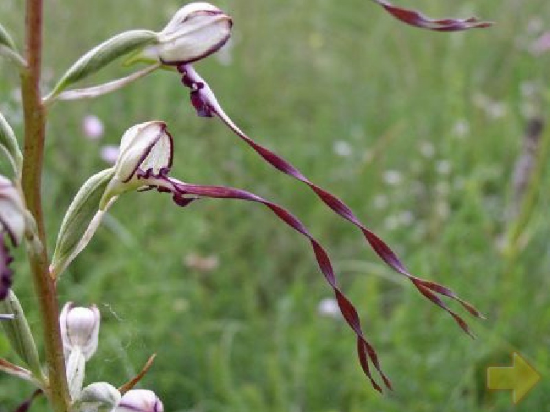 Ремнелепестник