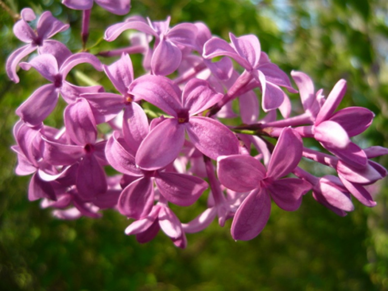 Chinese lilac