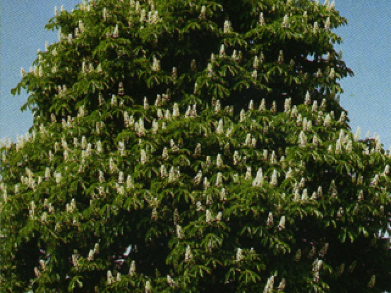 Double-flowered horse chestnut