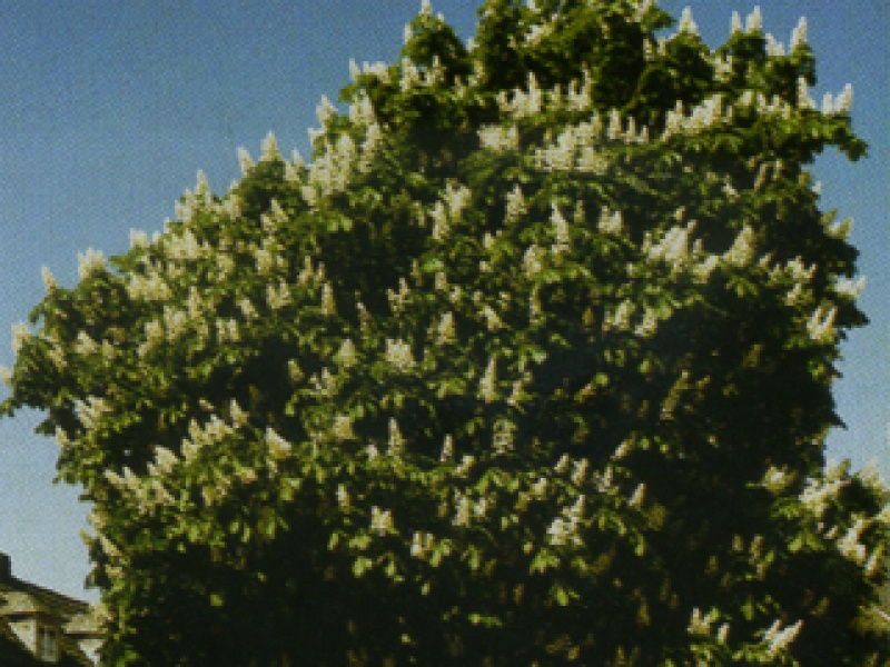 Common horse-chestnut