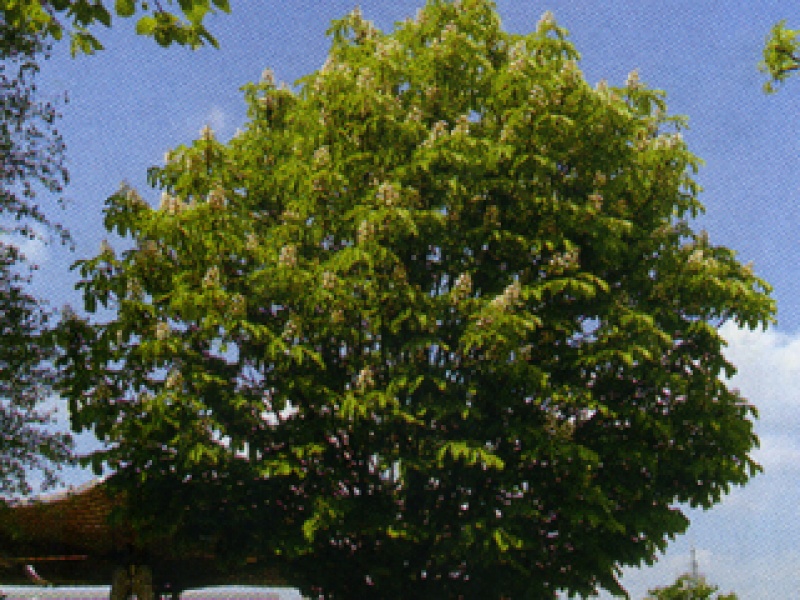 Pyramidal horse chestnut
