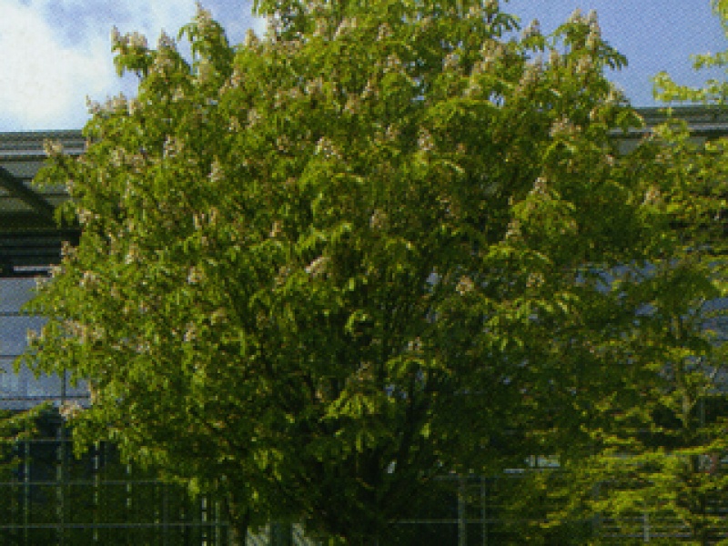 Spherical horse chestnut