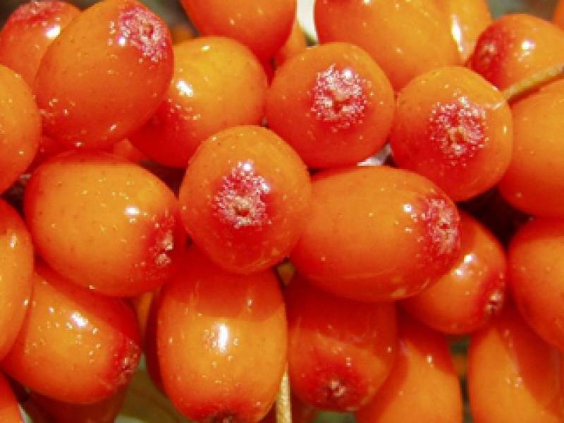 Sea buckthorn, common sea-buckthorn