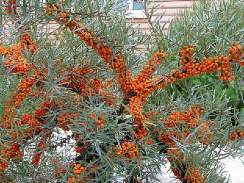 Облепиха обыкновенная