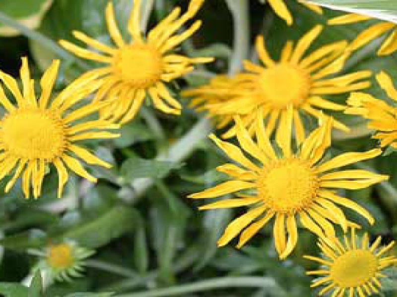 Гелениум Хупа