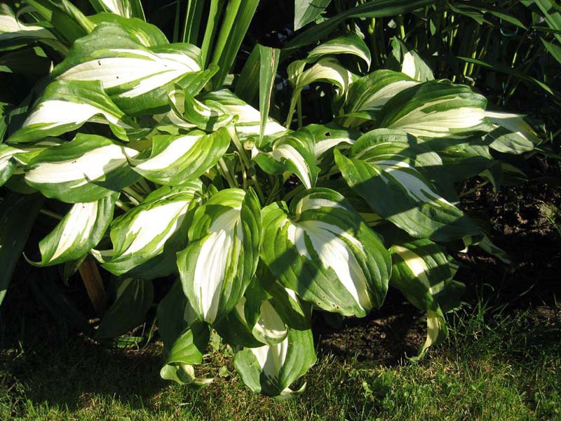 Хоста или Функия