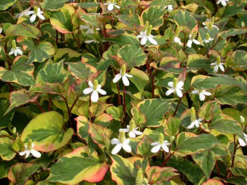 Хуттуиния сердцевидная