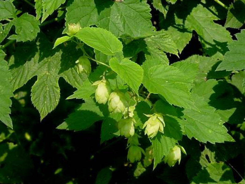 Хмель обыкновенный