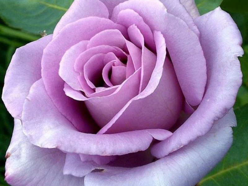 Роза чайно-гибридная