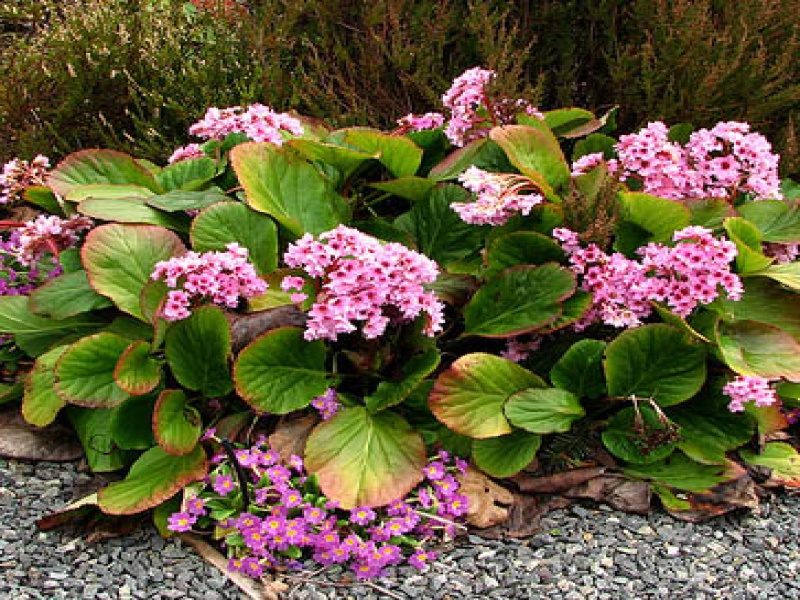 Бадан гибридный