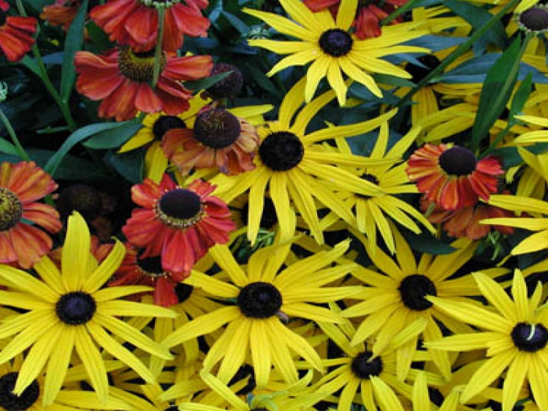 Гелениум гибридный