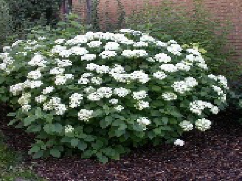 Гортензия древовидная