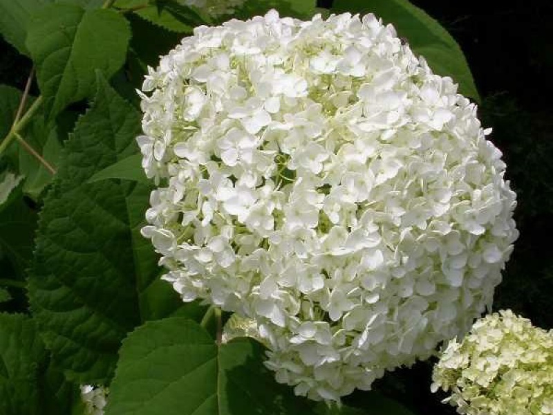 Гортензия древовидная «Аннабель»