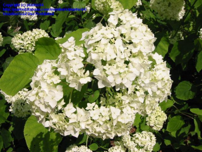 Гортензия древовидная «Грандифлора»