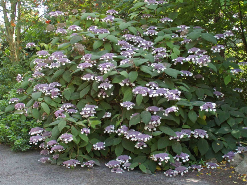 Гортензия шершавая