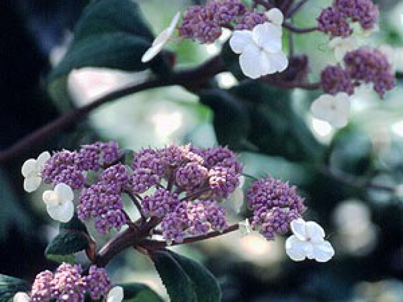 Гортензия японская