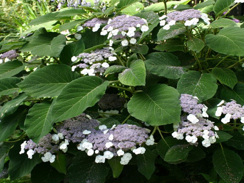 Гортензия Саржента