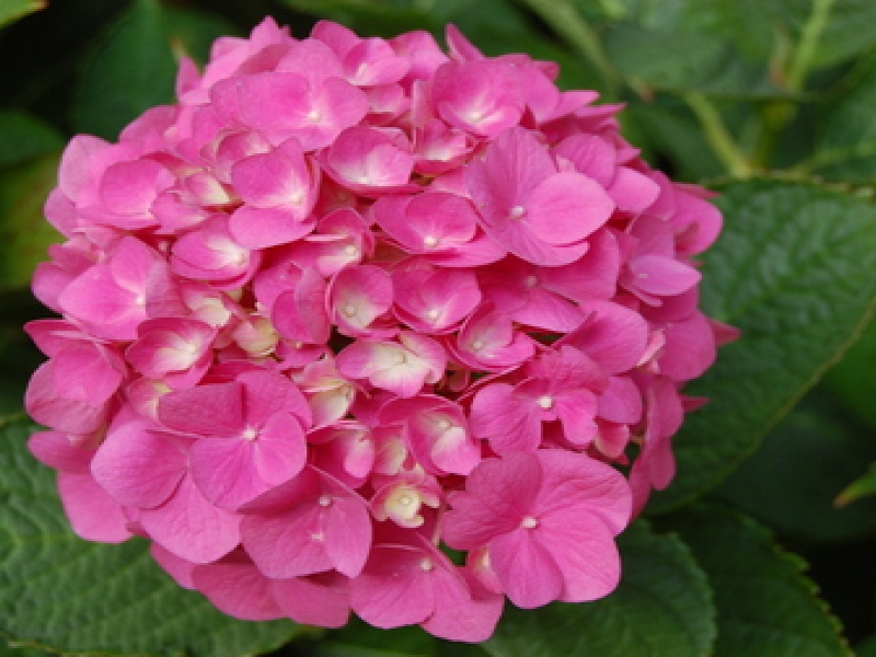 Гортензия крупнолистная