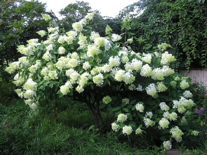 Гортензия метельчатая