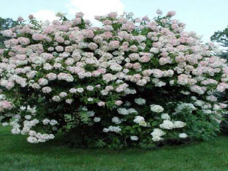 Гортензия метельчатая