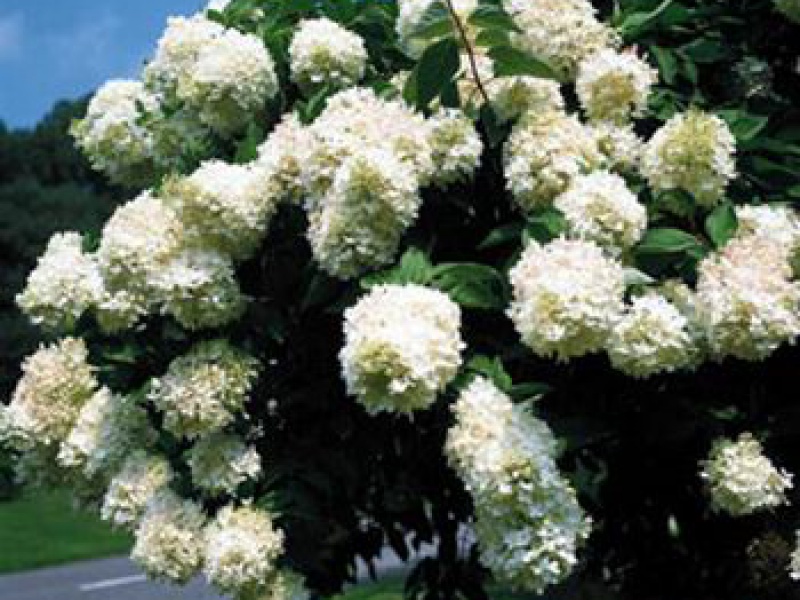 Гортензия метельчатая «Грандифлора»