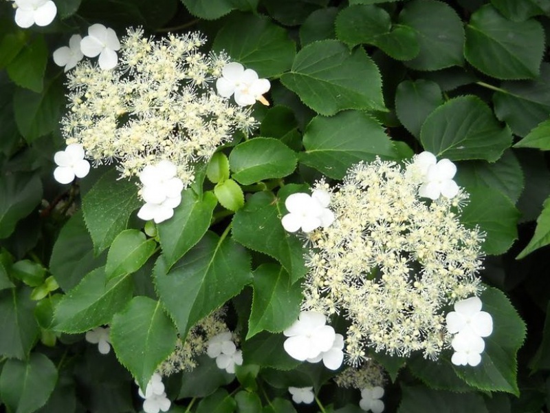 Гортензия длинночерешковая