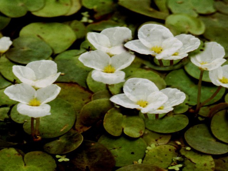 Водокрас лягушачий