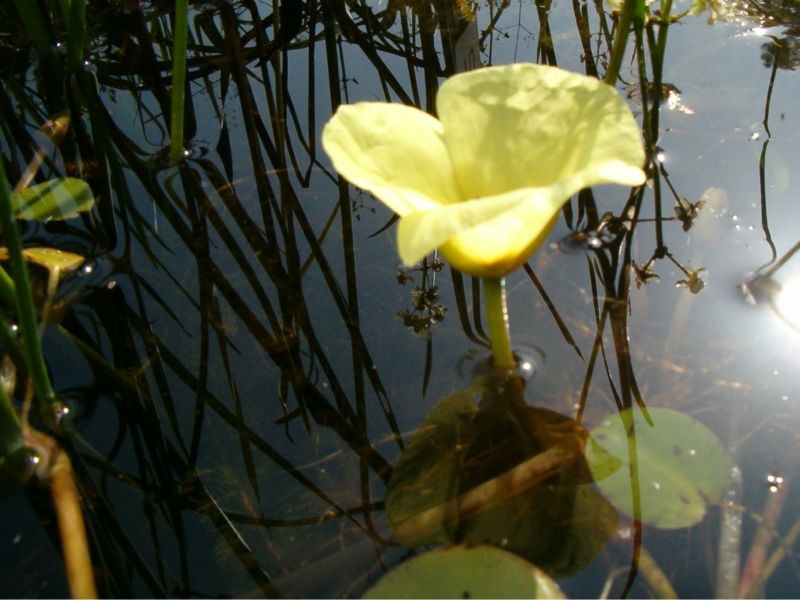 Гидроклеис кувшинковидный