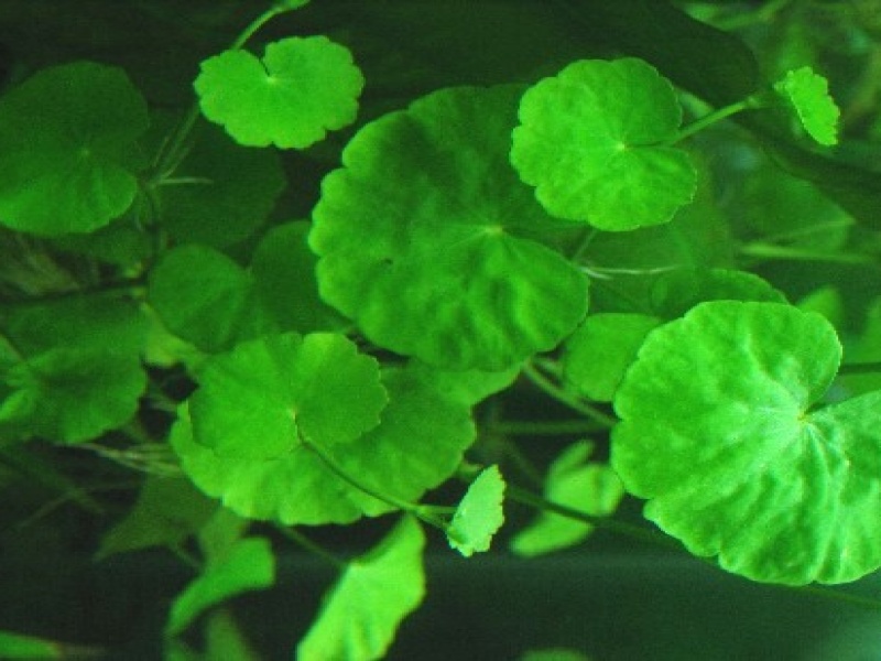 Гидрокотила белоголовая или Щитолистник белоголовый