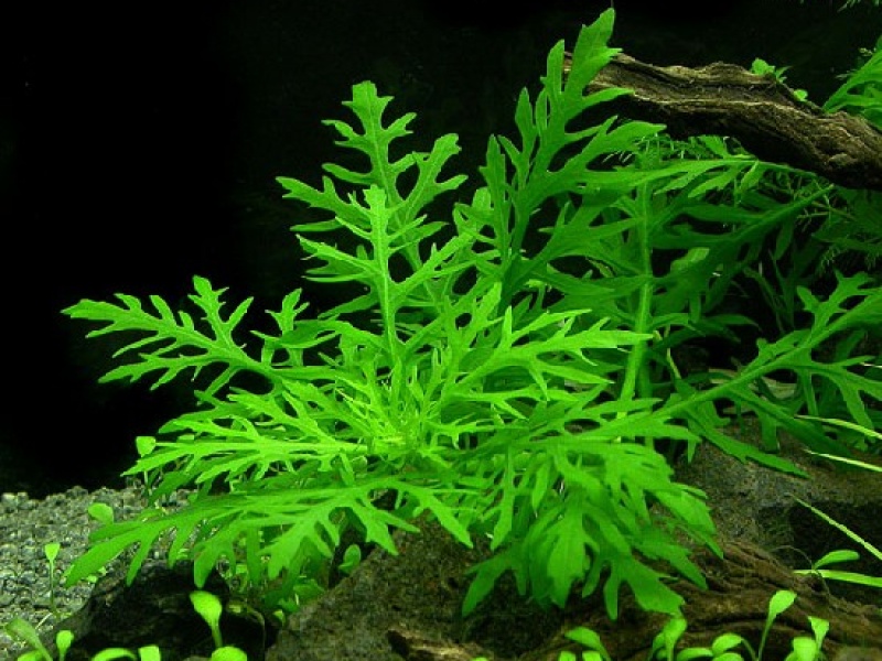 Гигрофила изменчивая