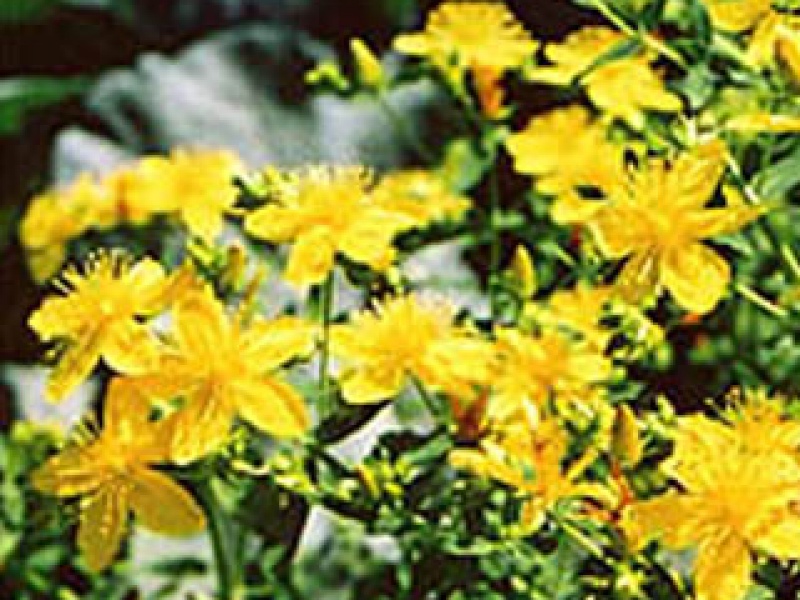 Great St. John's-wort